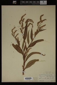 Image Associated With the Occurrence