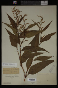 Image Associated With the Occurrence