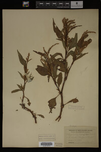 Image Associated With the Occurrence