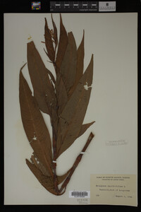 Image Associated With the Occurrence