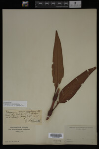 Image Associated With the Occurrence