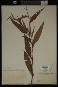 Image Associated With the Occurrence