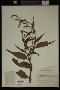 Image Associated With the Occurrence