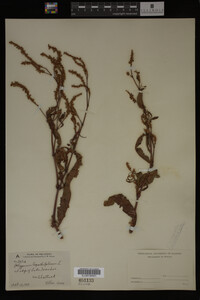Image Associated With the Occurrence