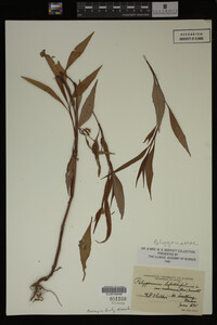 Image Associated With the Occurrence