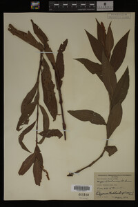 Image Associated With the Occurrence