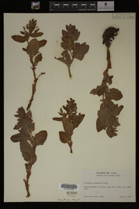 Image Associated With the Occurrence