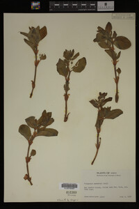 Image Associated With the Occurrence