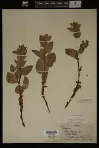 Image Associated With the Occurrence