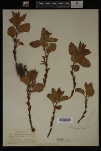 Image Associated With the Occurrence