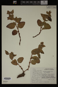 Image Associated With the Occurrence