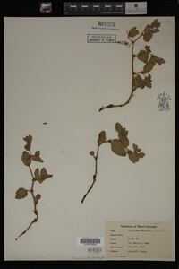 Image Associated With the Occurrence