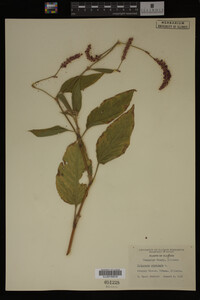 Image Associated With the Occurrence