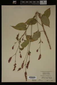 Image Associated With the Occurrence