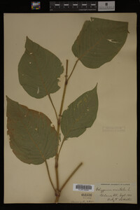 Image Associated With the Occurrence