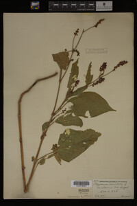 Image Associated With the Occurrence