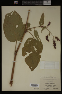 Image Associated With the Occurrence