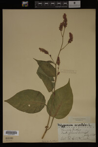 Image Associated With the Occurrence