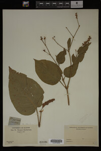 Image Associated With the Occurrence