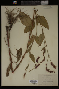 Image Associated With the Occurrence