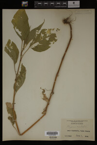 Image Associated With the Occurrence