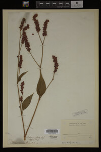 Image Associated With the Occurrence