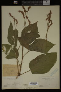 Image Associated With the Occurrence