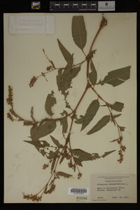 Image Associated With the Occurrence