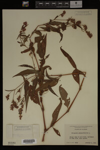 Image Associated With the Occurrence