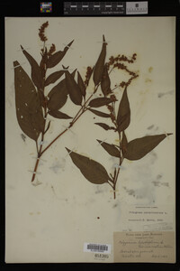 Image Associated With the Occurrence