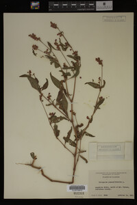 Image Associated With the Occurrence