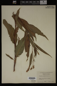 Image Associated With the Occurrence