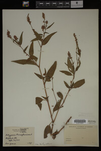 Image Associated With the Occurrence