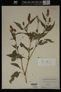 Image Associated With the Occurrence