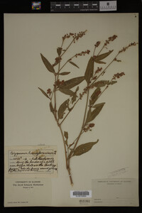 Image Associated With the Occurrence
