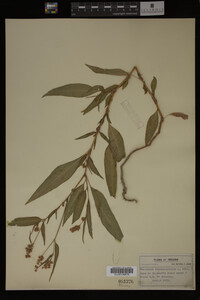 Image Associated With the Occurrence