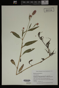 Image Associated With the Occurrence
