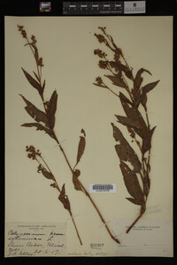 Image Associated With the Occurrence