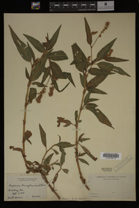 Image Associated With the Occurrence