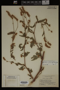 Image Associated With the Occurrence