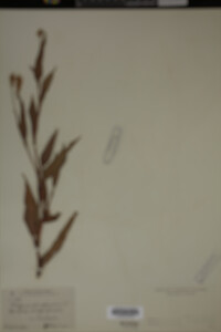 Image Associated With the Occurrence