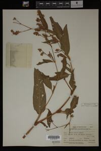 Image Associated With the Occurrence
