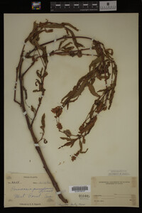 Image Associated With the Occurrence