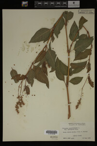 Image Associated With the Occurrence