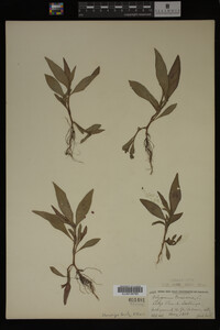 Image Associated With the Occurrence