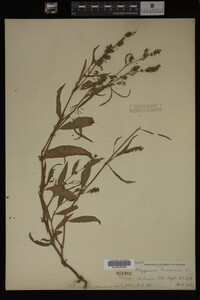 Image Associated With the Occurrence