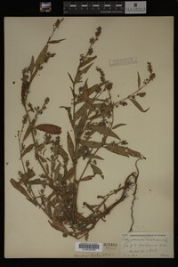 Image Associated With the Occurrence