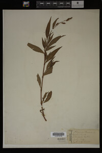 Image Associated With the Occurrence