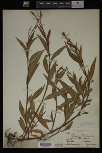 Image Associated With the Occurrence