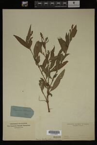 Image Associated With the Occurrence